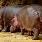 Die Hippos