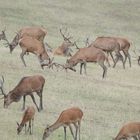 Die Hirsch fressen sich noch Kraft an während zwei ein bischen kämpfen üben