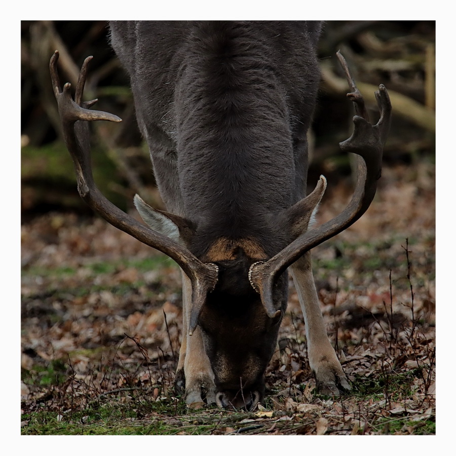 Die Hirsch oder Geweihträger