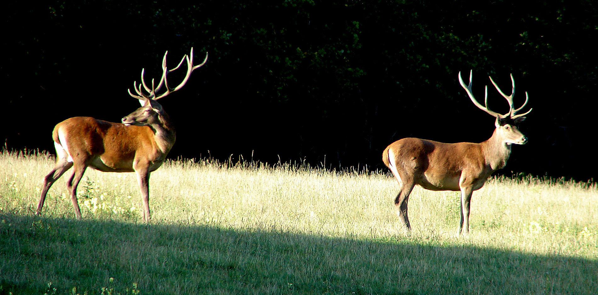 Die Hirsche haben ihr Geweih gefegt und zeigen es stolz Foto & Bild natur, tiere, wildlife