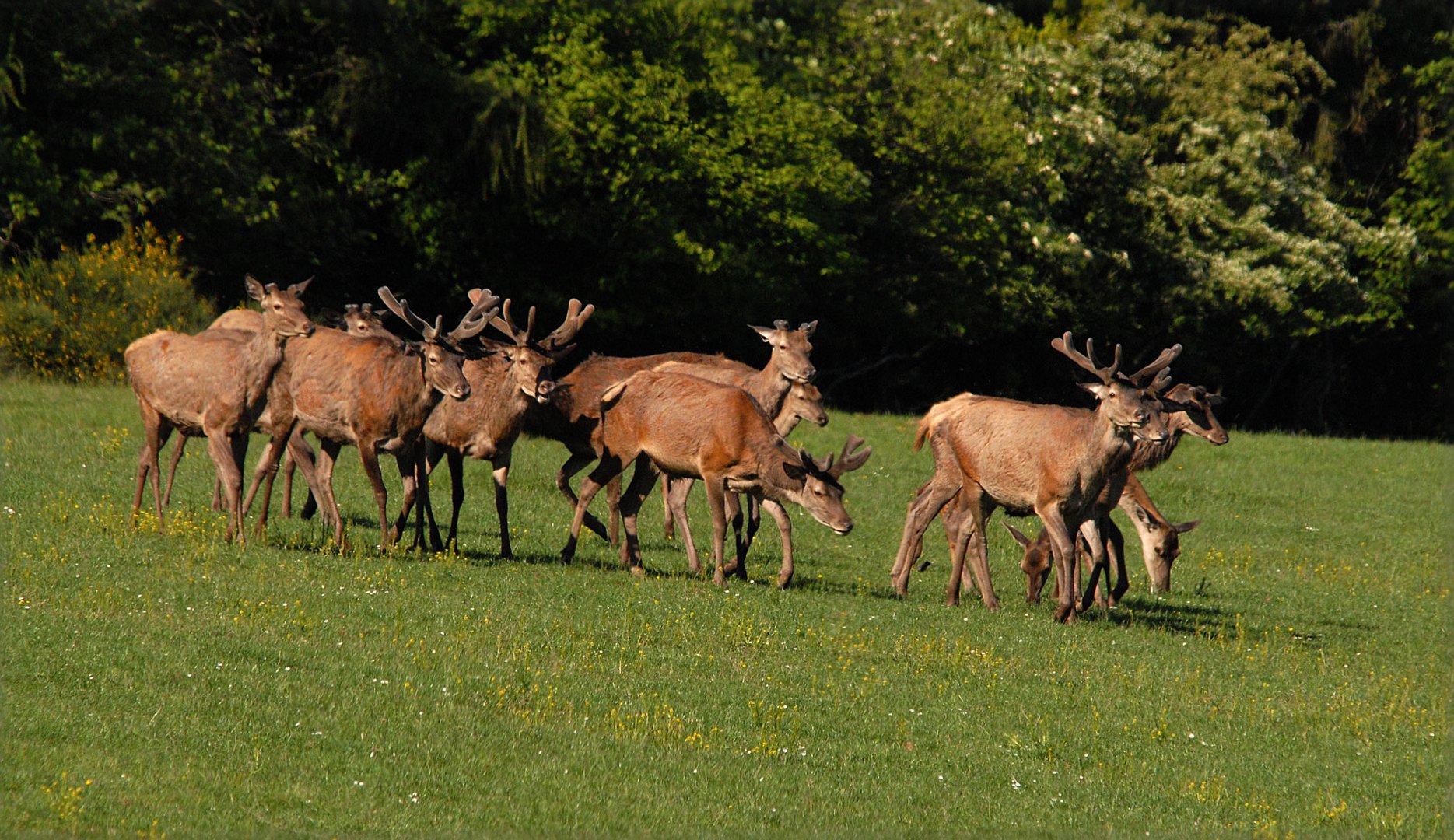 Die Hirsche schieben wieder ihr neues Geweih Foto & Bild natur, tiere, wildlife Bilder auf
