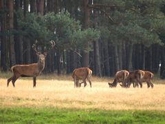 Die Hirsche von Boek...