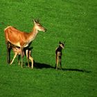 Die Hirschkälber werden auf der offenen Waldwiese gesäugt