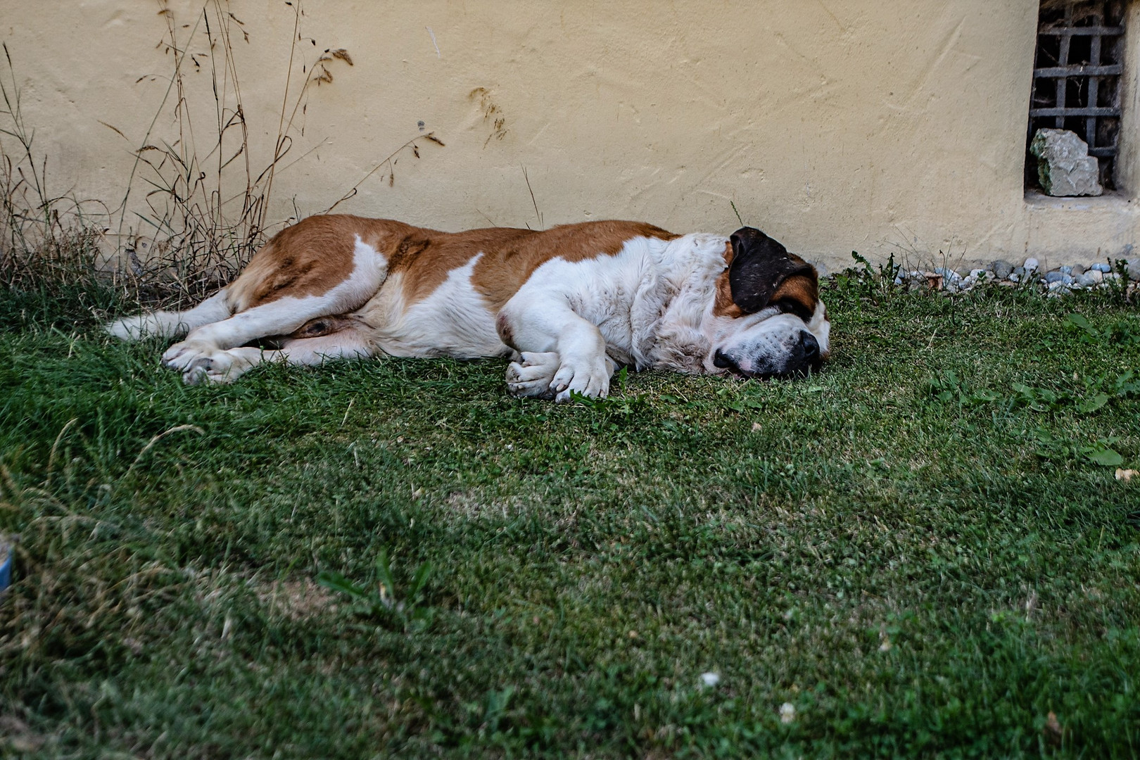 Die Hitze haut den stärksten Schlosshund um