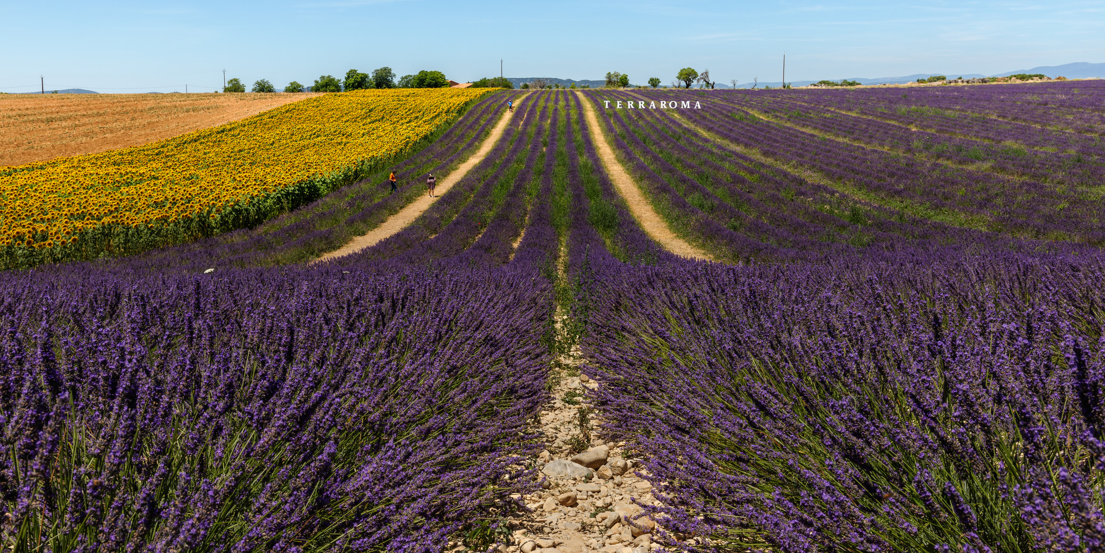 Die Hochebene von Valensole  