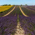 Die Hochebene von Valensole  