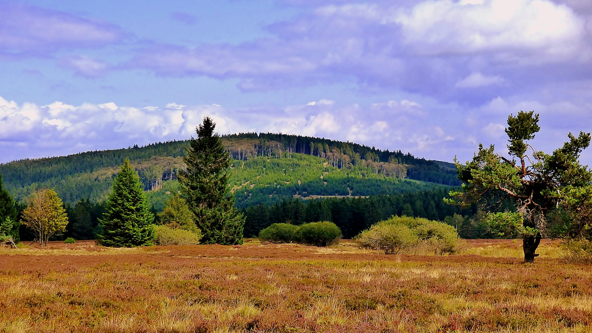 Die Hochheide . . .