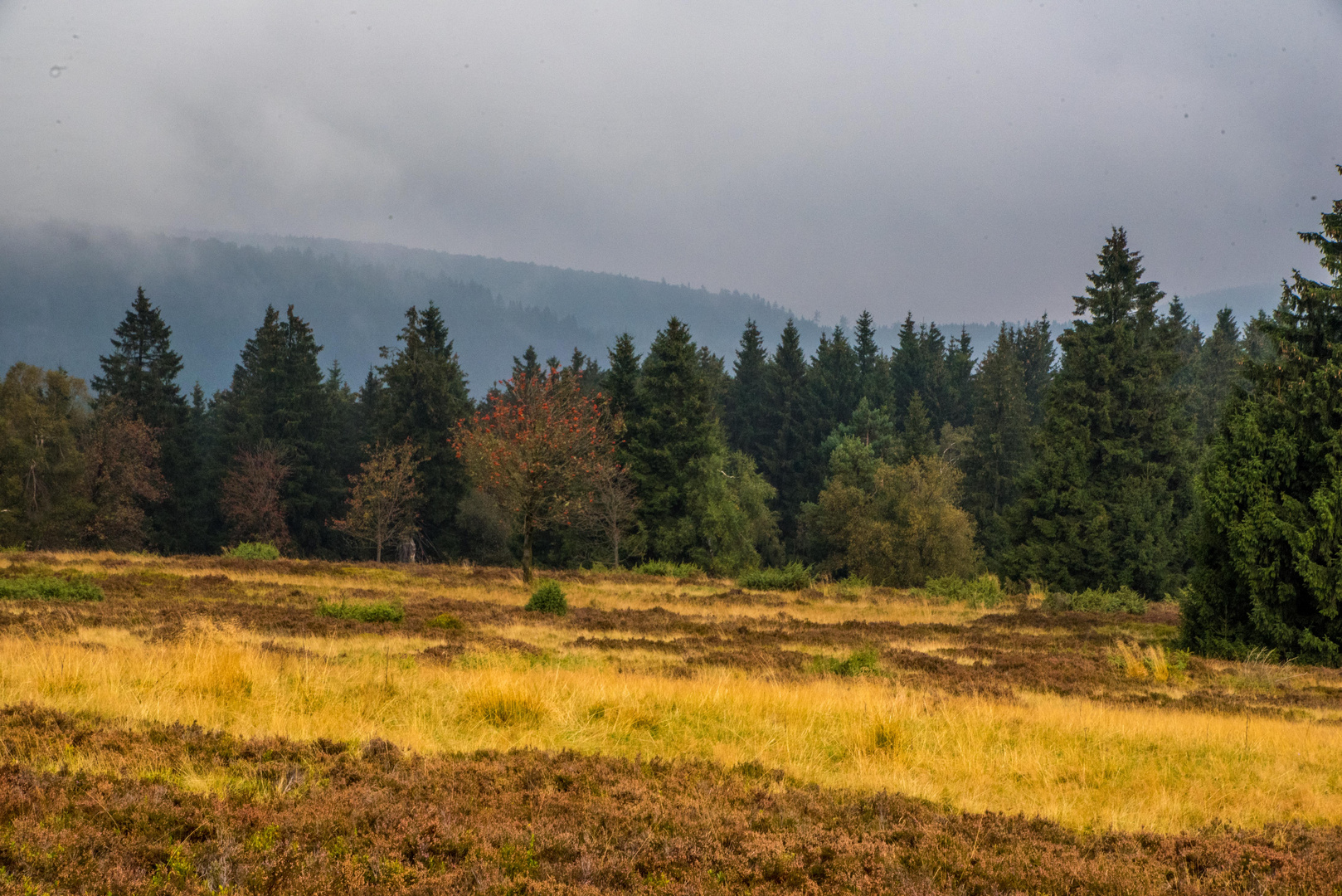 Die Hochheide bei Winterberg