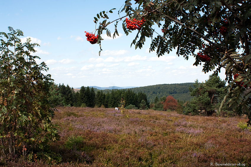 Die Hochheide blührt.