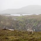 Die Hochlandschafe (Cheviots)...