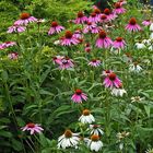 Die "Hochzeit von Echinacea" meiner Sommerlieblingsblumen hat begonnen...