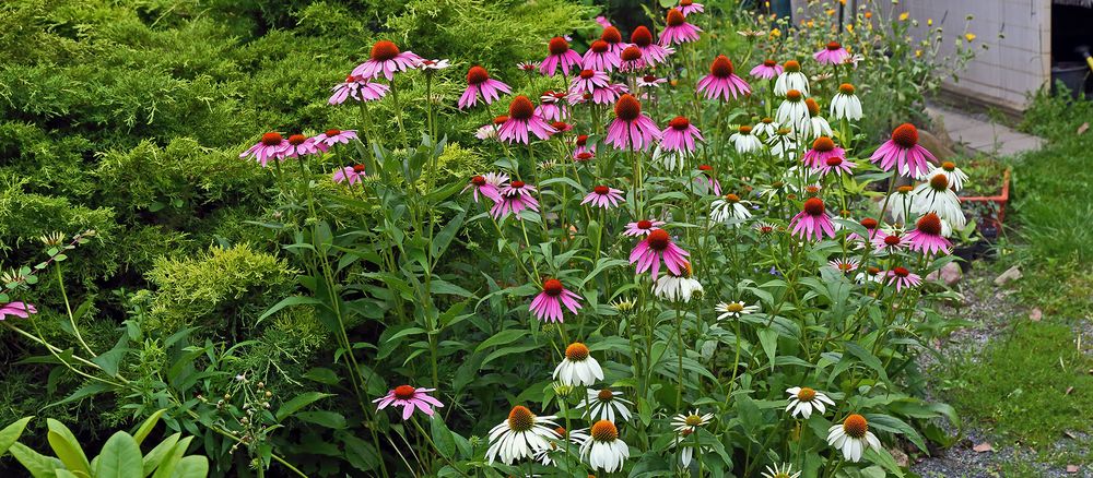 Die "Hochzeit von Echinacea" meiner Sommerlieblingsblumen hat begonnen...