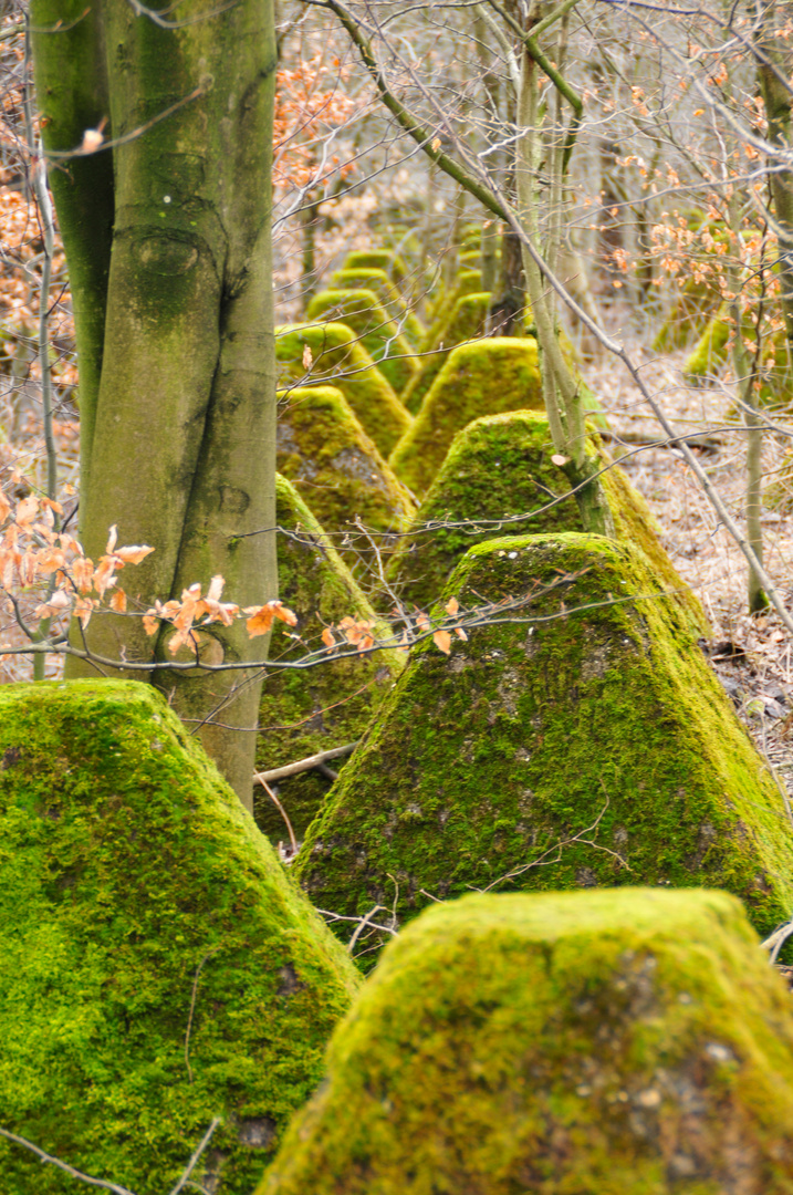 Die Höcker im Moor