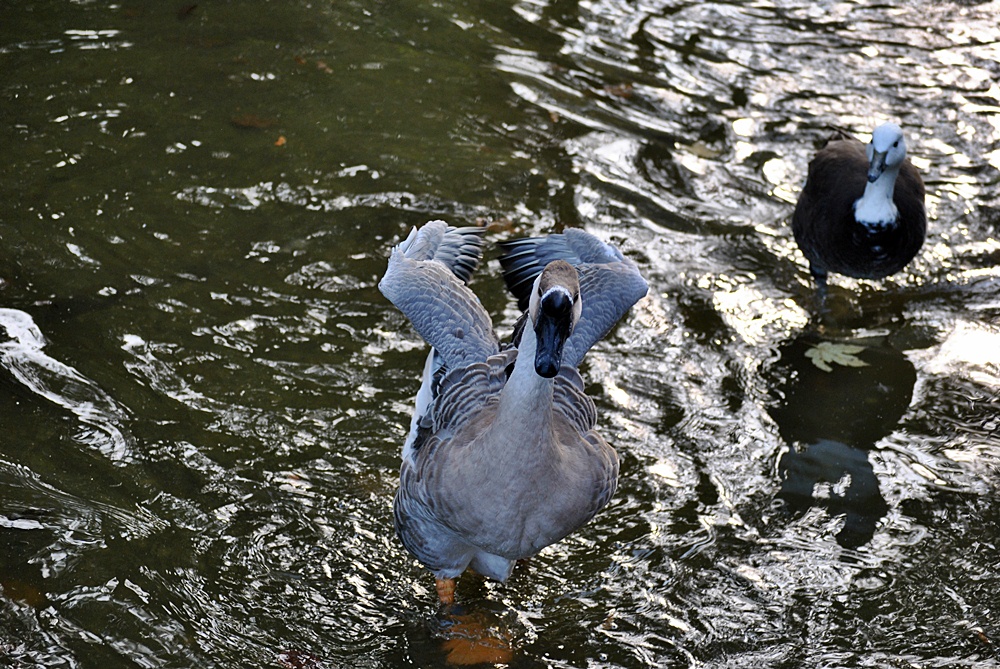 Die Höckergans