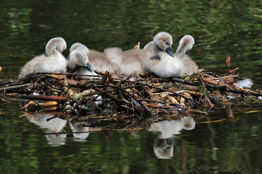 die Höckerschwan-Küken im Nest