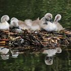 die Höckerschwan-Küken im Nest