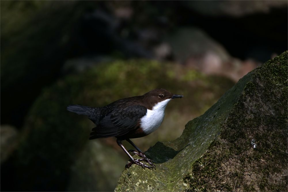 Die höfliche Knickserin... Wasseramsel -Cinclus cinclus -