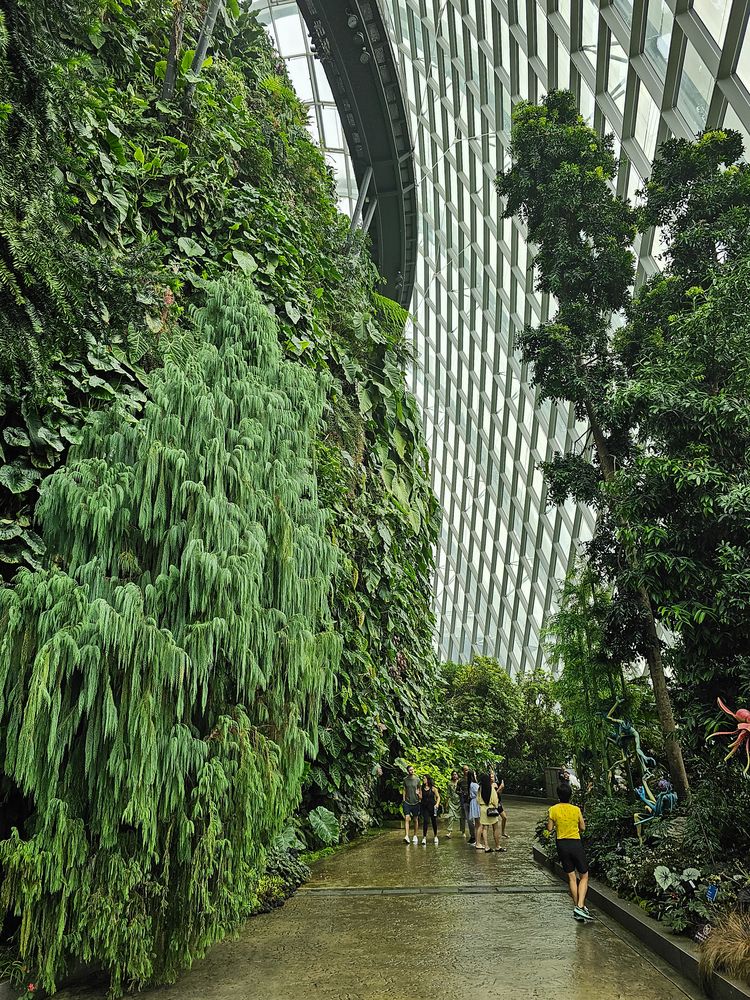 Die Höhe des Cloud Forest