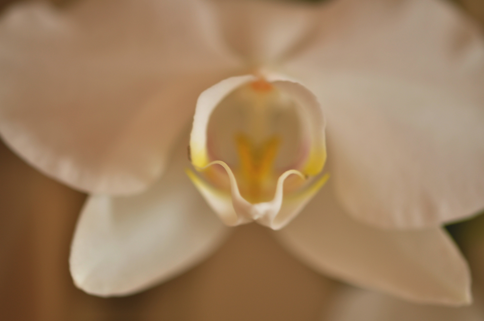 - Die Hörner einer Orchidee -