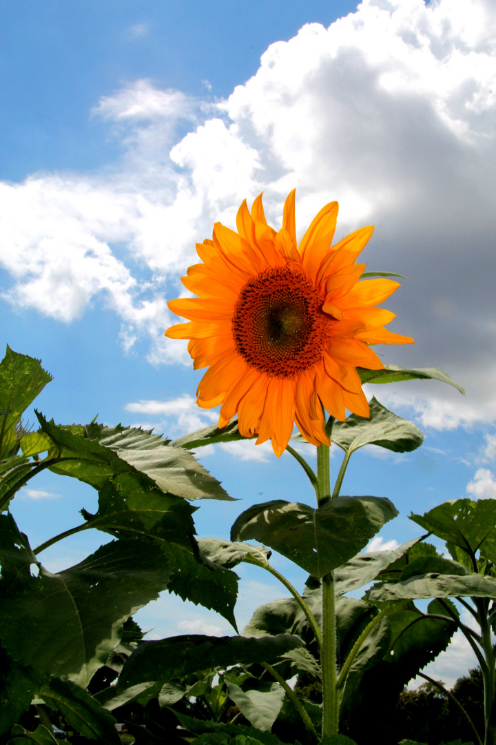 die hoffnung nach sonne