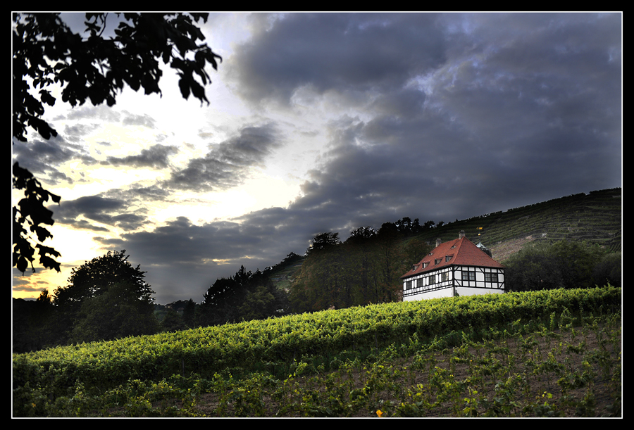 Die Hoflößnitz – das einzige zertifizierte ökologisch wirtschaftende Weingut Sachsens