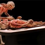 Die hohe Kunst der Plastination...