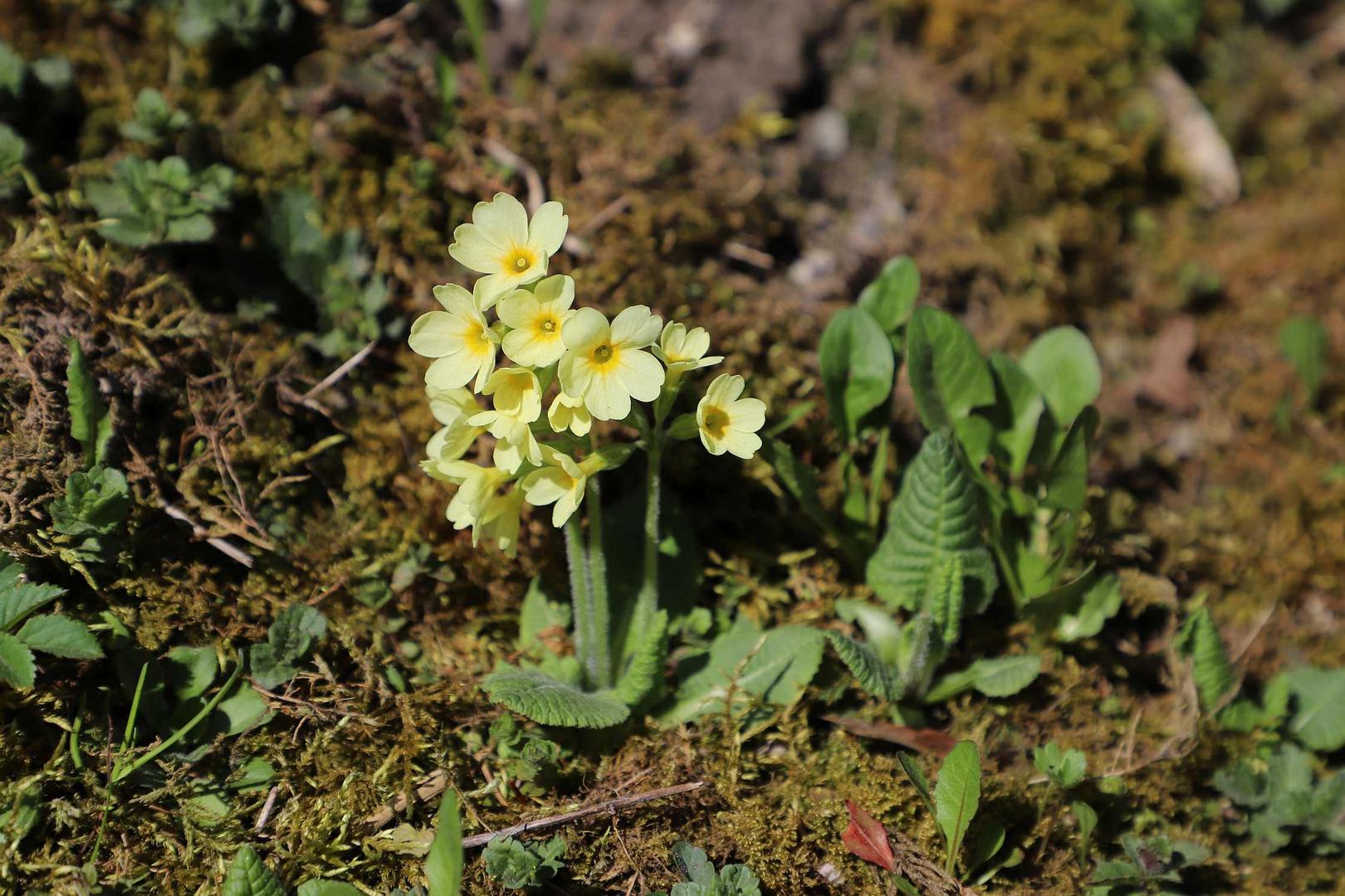 Die Hohe Primel (Primula elatior)...