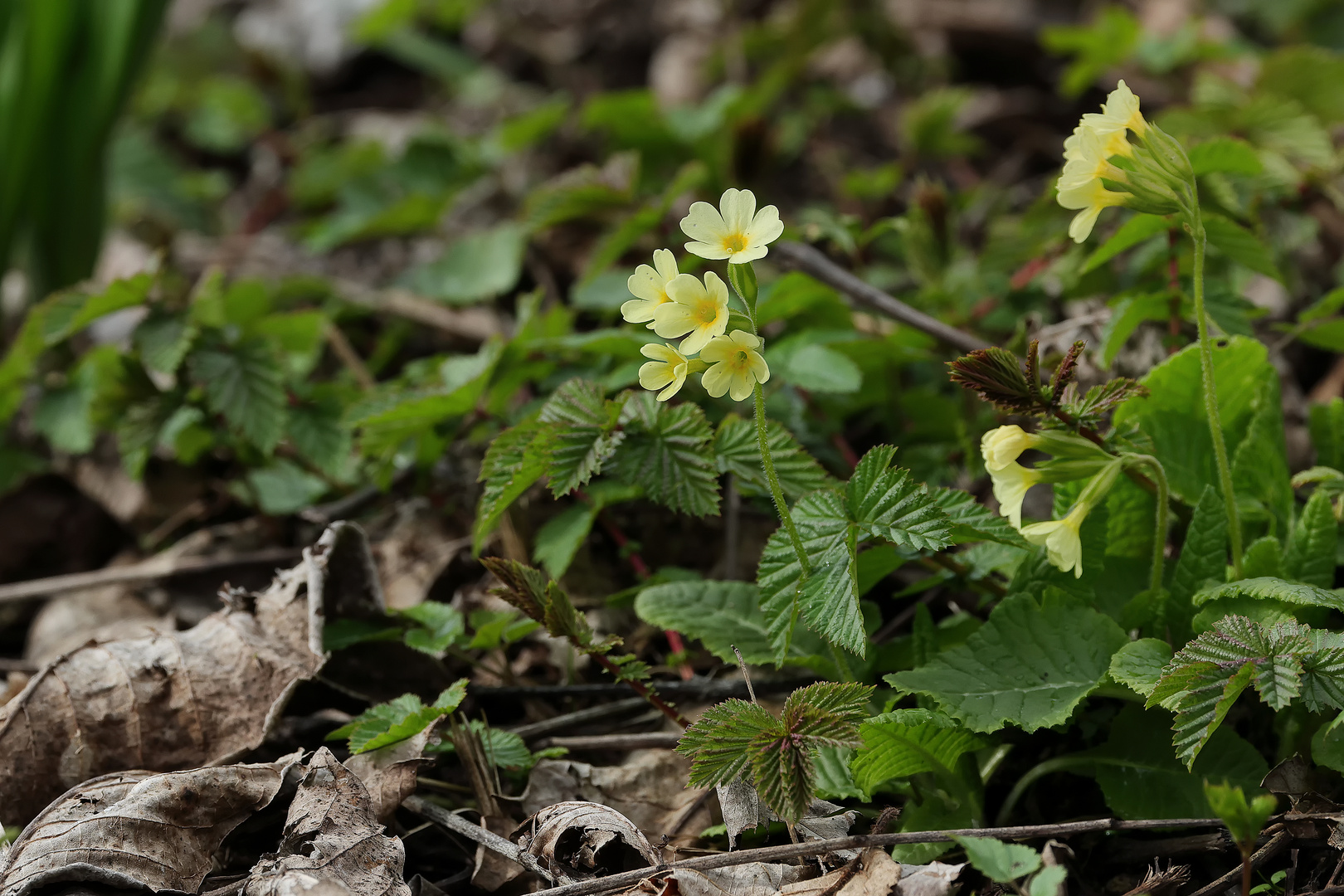 Die hohe Schlüsselblume