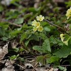 Die hohe Schlüsselblume