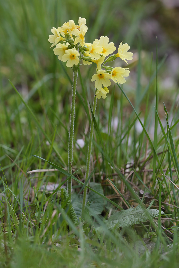 Die hohe Schlüsselblume