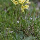 Die hohe Schlüsselblume