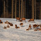 Die hohe Schneelage macht dem Rotwild nichts aus.