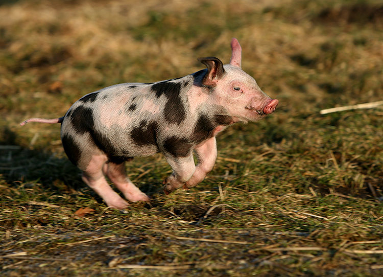 Die Hohe Schule der Ferkel