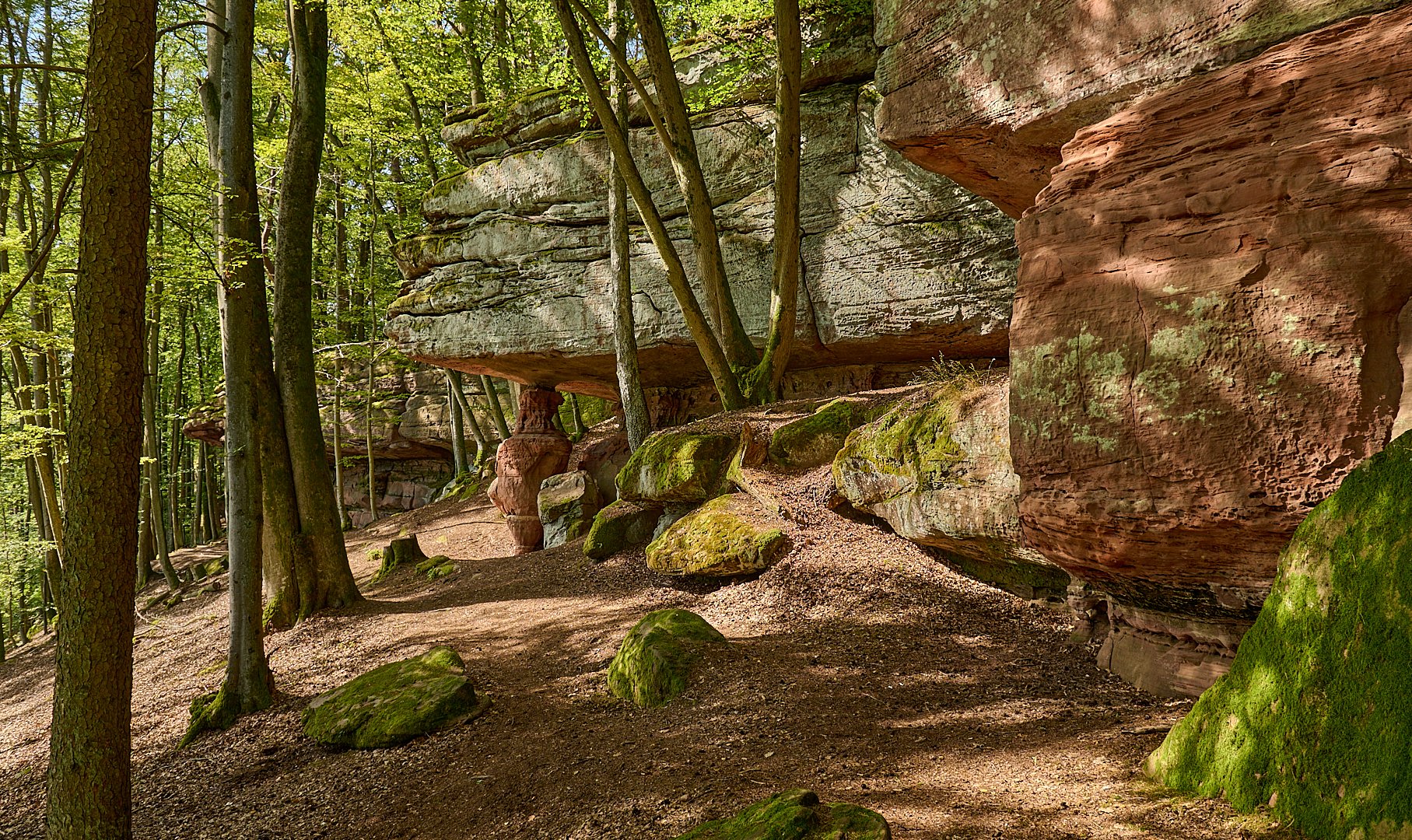 Die Hohlen Felsen, ein mächtiges Felsmassiv, ca. 4 km westlich der Dahner PWV-Hütte.