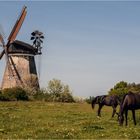 Die Holländer Mühle ...