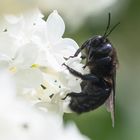 Die Holzbiene mag weißen Flieder