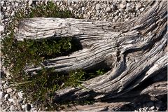 die Holzgabel vom Karwendelriesen ... gefunden im Rissbach