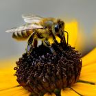 Die Honigbiene auf dem Hut