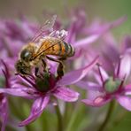 Die Honigbiene, die fleißige