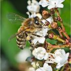 Die Honigbiene tankte in den vielen, weißen Blüten . . .