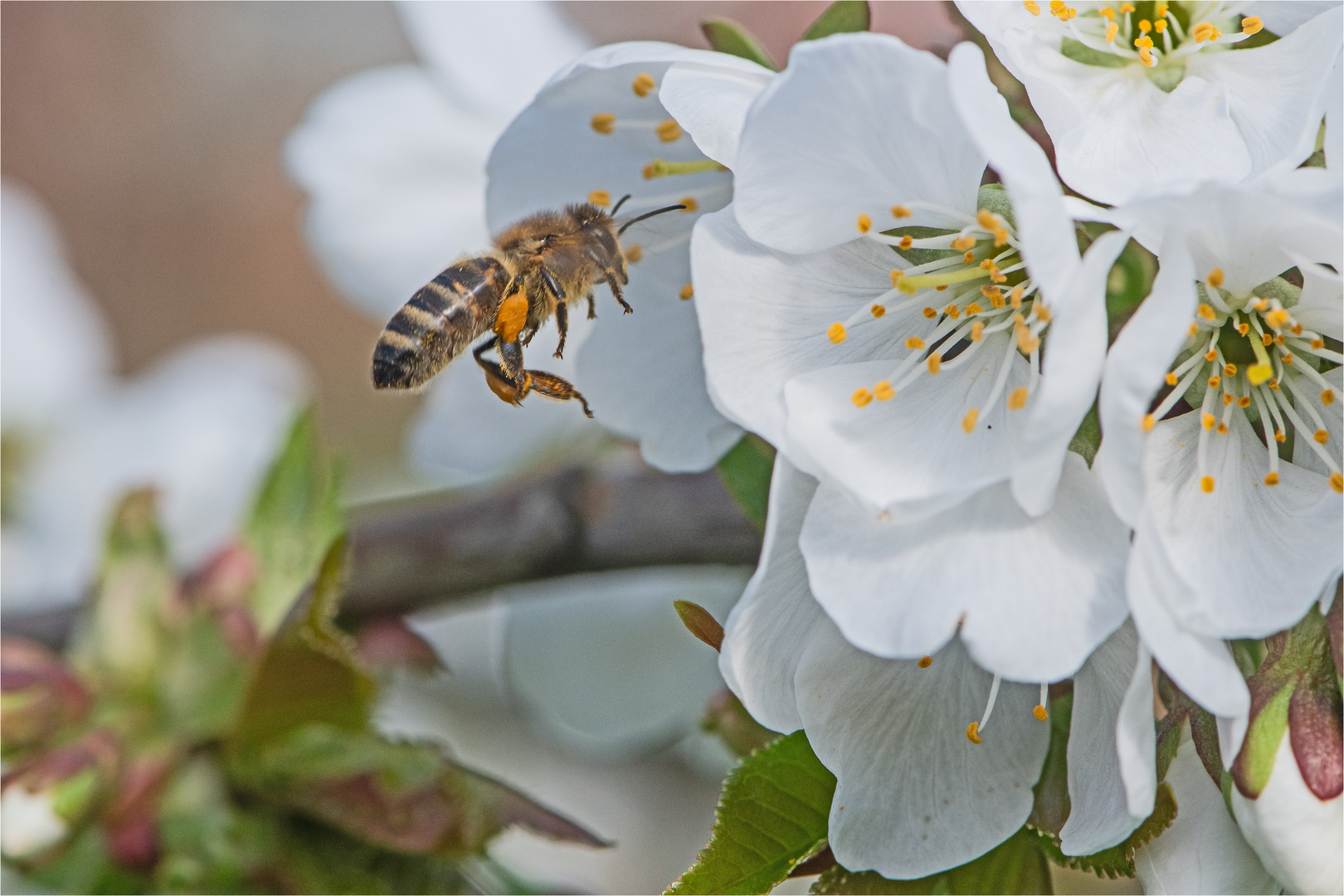 Die Honigbienen schwärmen . . .