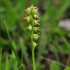 Die Honigorchis (Herminium monorchis)