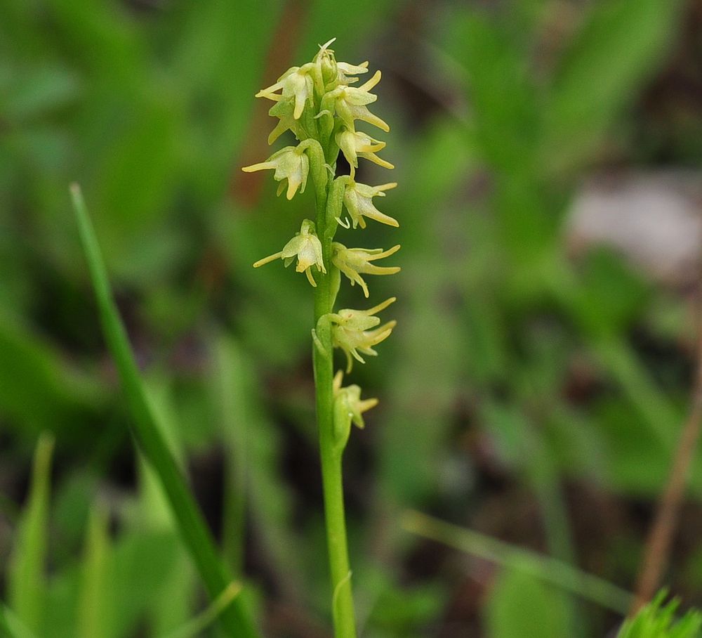 Die Honigorchis (Herminium monorchis)