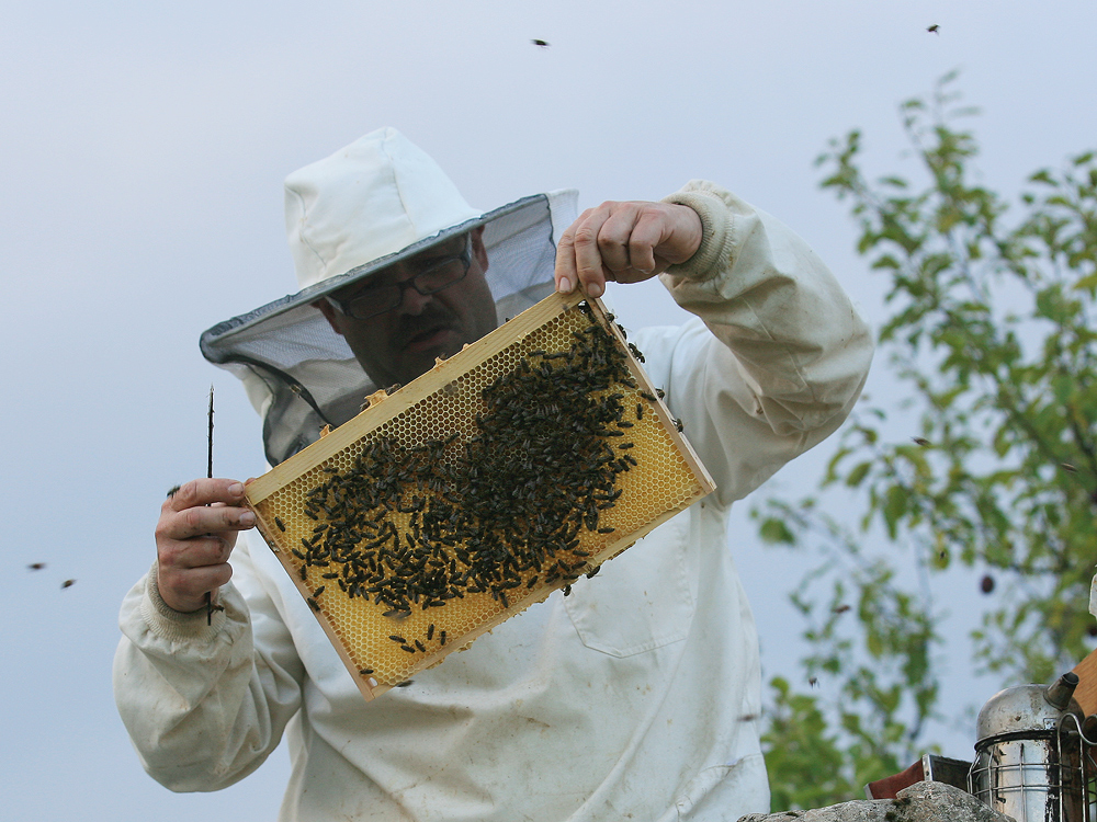 die Honigproduzenten