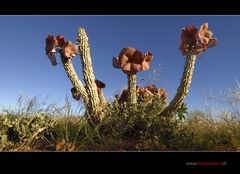 Die Hoodia ist ausgerottet