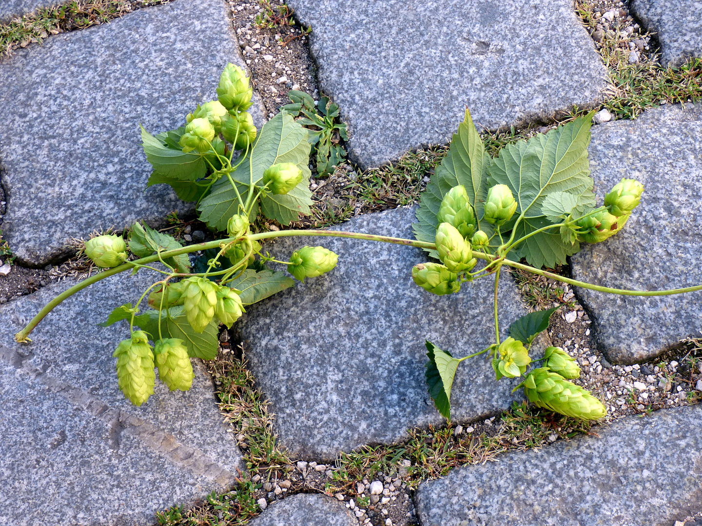 die Hopfenernte hat begonne