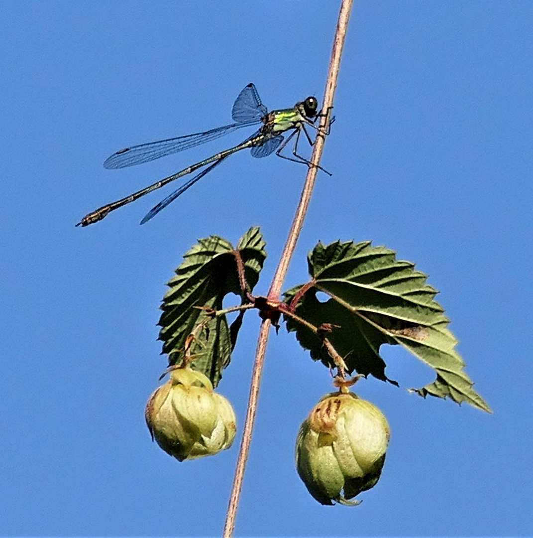 Die Hopfenlibelle