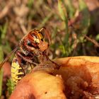 Die Hornisse als Obstvertilgerin