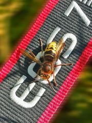 Die Hornisse und mein Kameragurt (ein Erlebnisbericht)