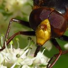 Die Hornissen-Schwebfliege ist ein Er....